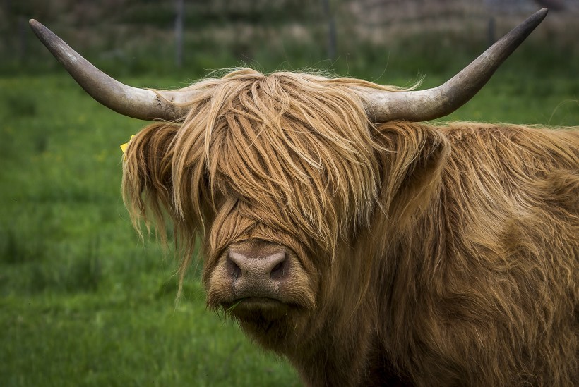 健壮的苏格兰高地牛图片