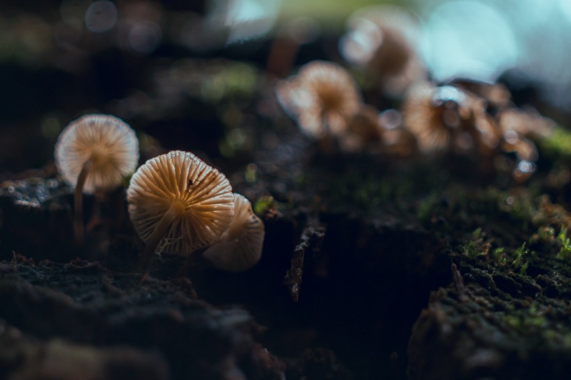 郊外的野蘑菇图片