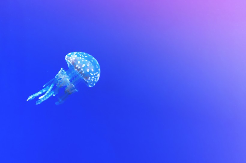 蓝色海洋里伞状的水母图片