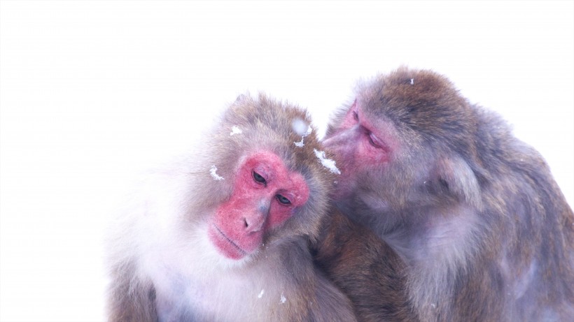 冬天猴子高清图片