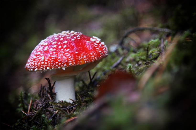 森林里的毒蘑菇图片