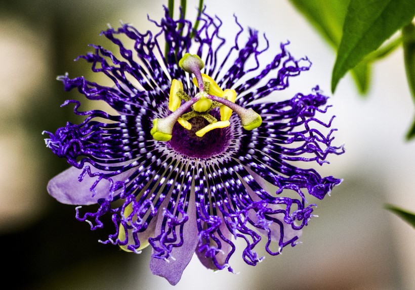 花型奇特的紫色西番莲图片