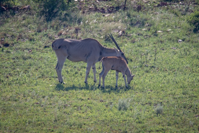 草原上的羚羊图片