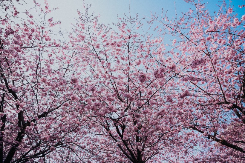 粉嫩娇艳的樱花图片