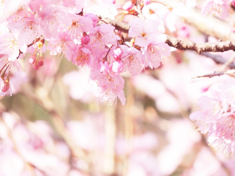 粉色的樱花图片