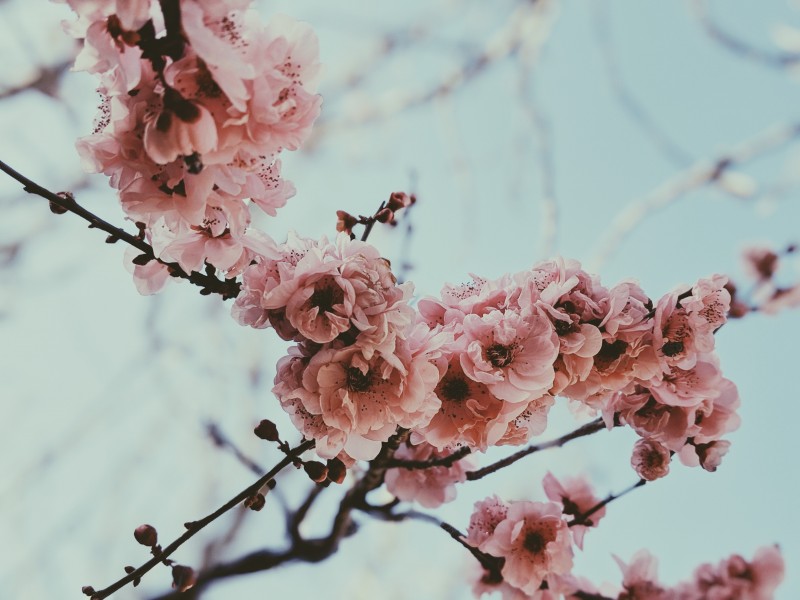 粉嫩娇美的樱花图片