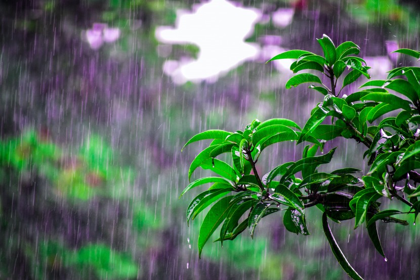 雨中的植物图片