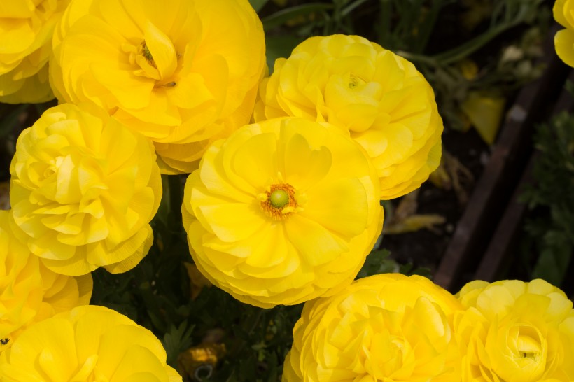 黄色的花毛茛图片