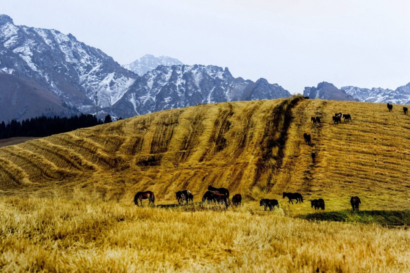 新疆江布拉克自然风景图片