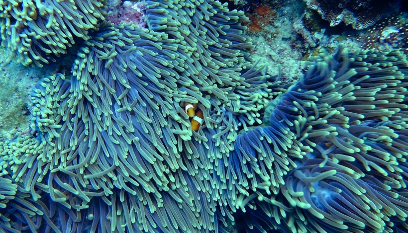 栖息在珊瑚礁里的小丑鱼图片