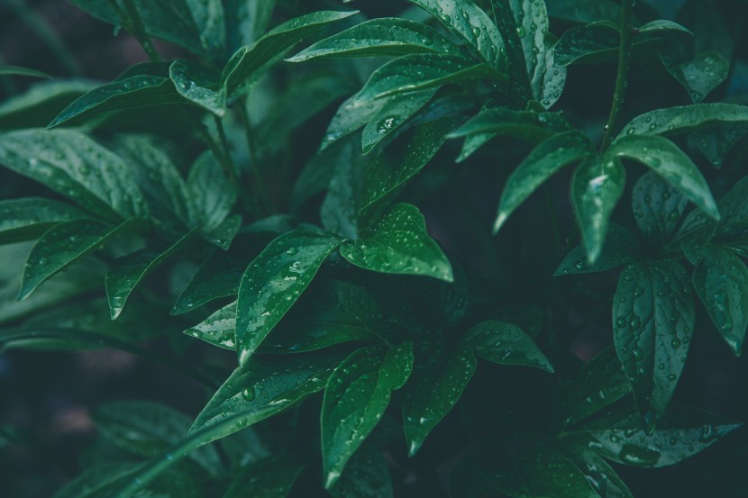 雨中的植物图片