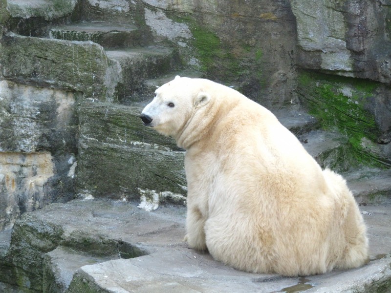 可爱毛茸茸的白色北极熊图片