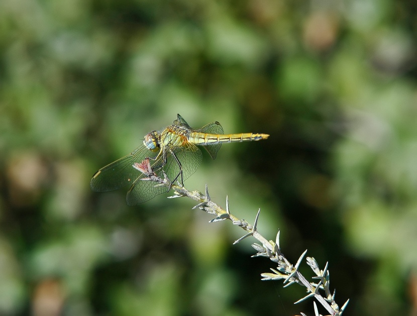 野外停留的蜻蜓图片