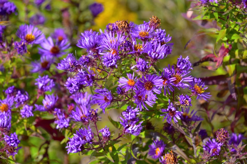 秋季观赏花卉紫菀花图片