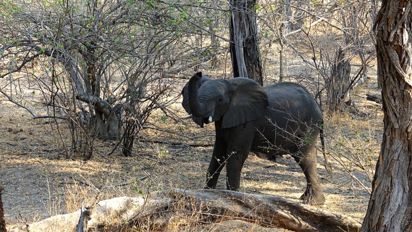 丛林中的野生大象图片