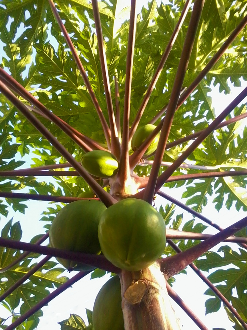 木瓜树的木瓜图片