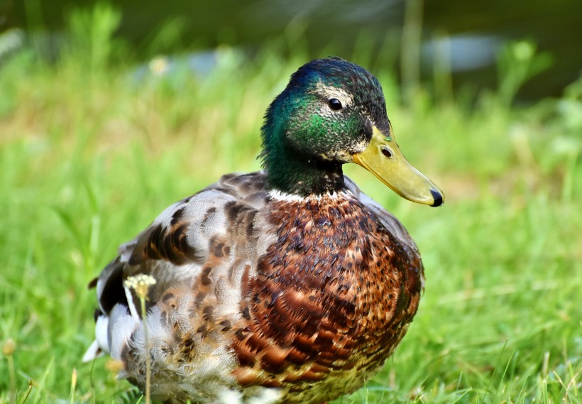 草地上的绿头鸭图片