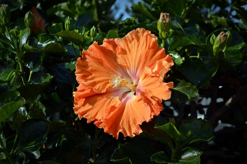 纤细清新的芙蓉花图片