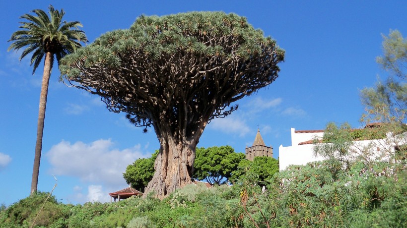 加那利岛龙树图片