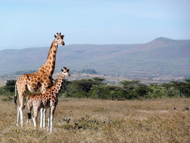 肯尼亚长颈鹿图片