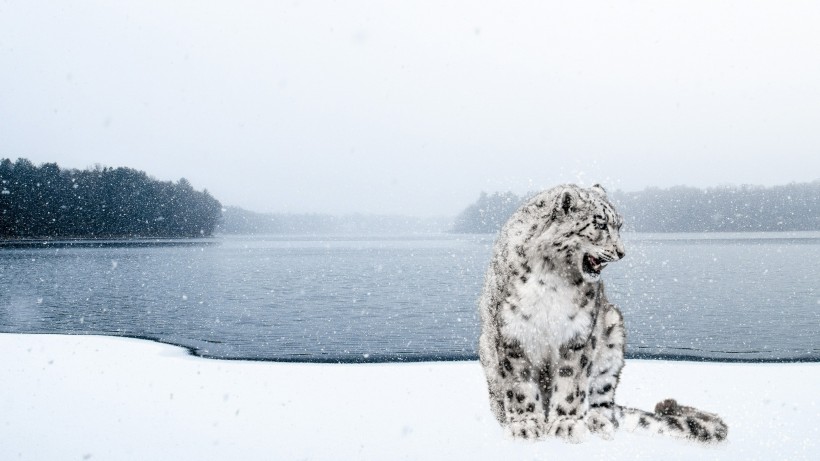 珍贵的雪豹图片