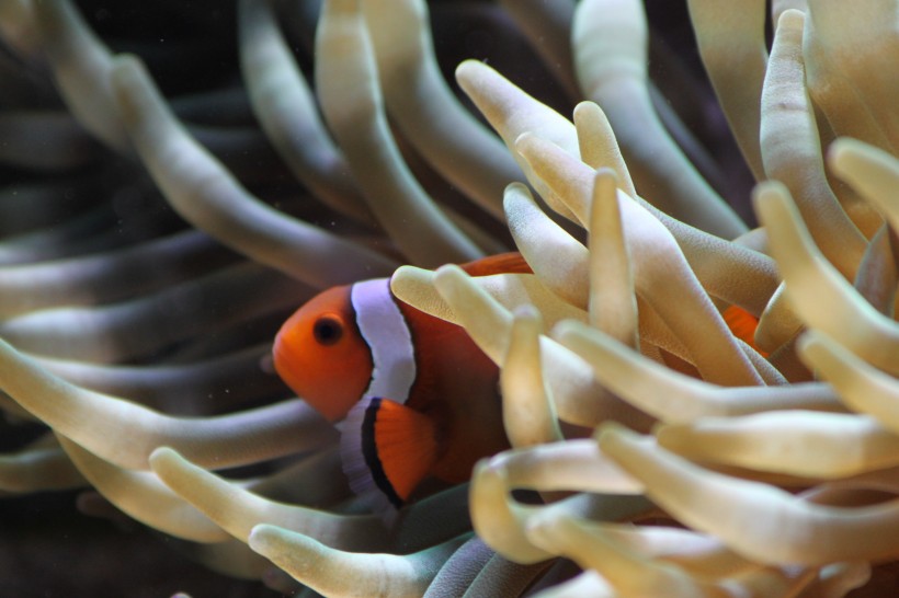 栖息在珊瑚礁里的小丑鱼图片