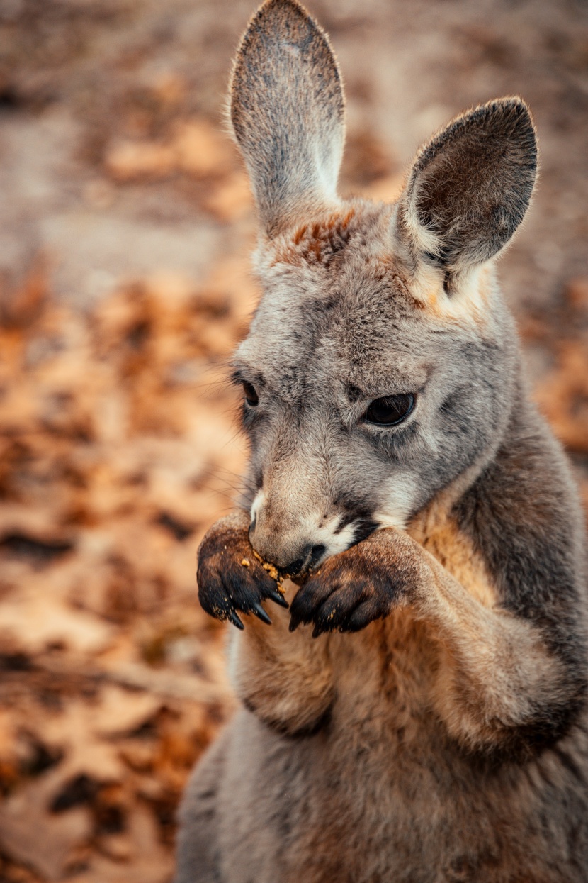 活泼的澳大利亚袋鼠图片