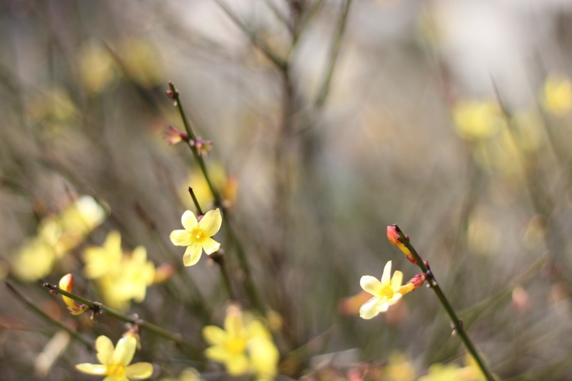 鹅黄色的迎春花图片