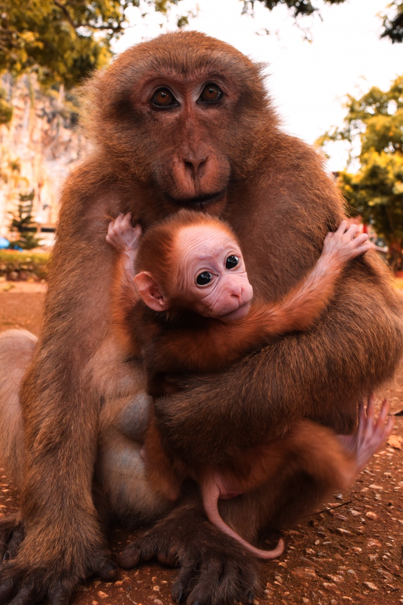可爱的猴子宝宝图片