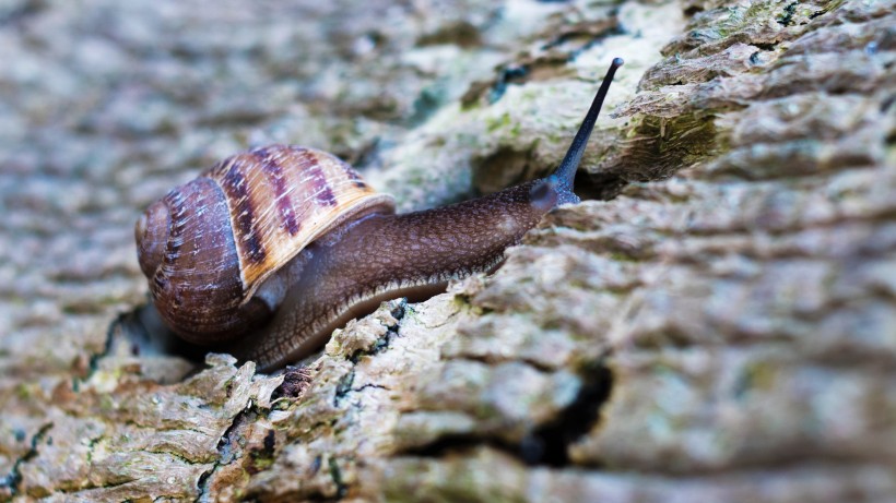 缓慢向前爬行的蜗牛图片