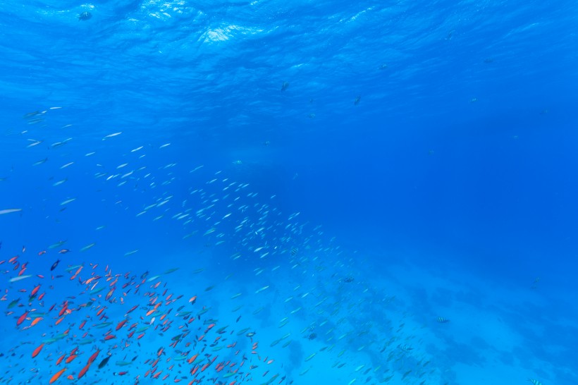 五彩斑斓的海洋鱼群图片