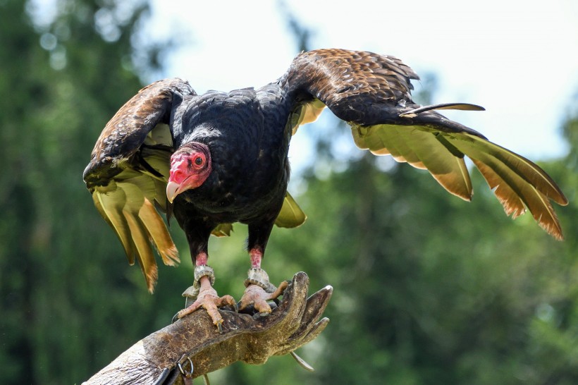 凶猛霸气的兀鹫图片