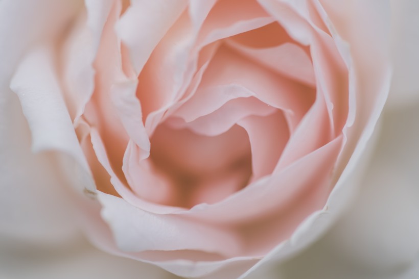 娇艳清新的粉色玫瑰花图片