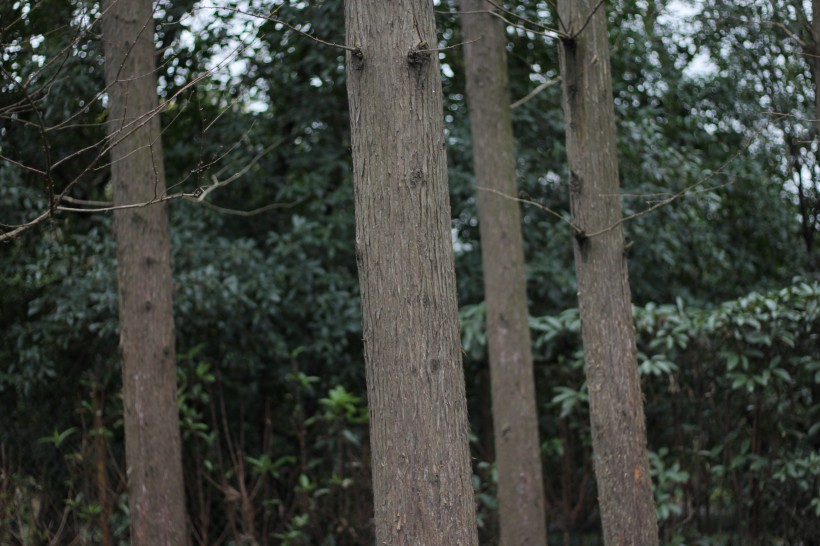 池杉树图片