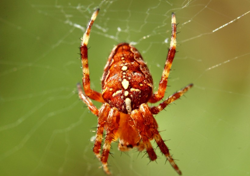 蜘蛛网上的蜘蛛图片