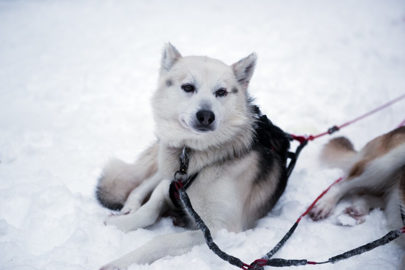 雪地上的雪橇犬图片