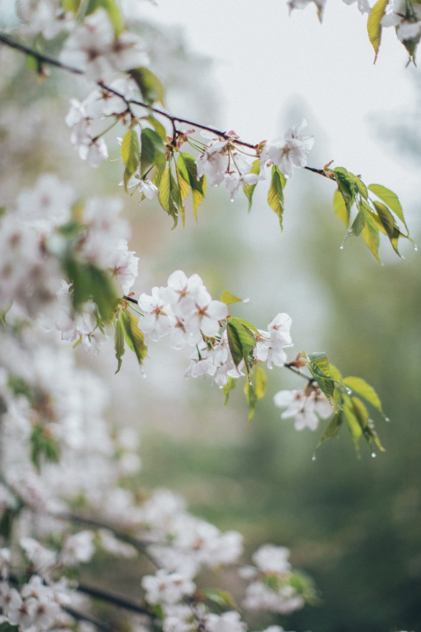 苹果树花图片