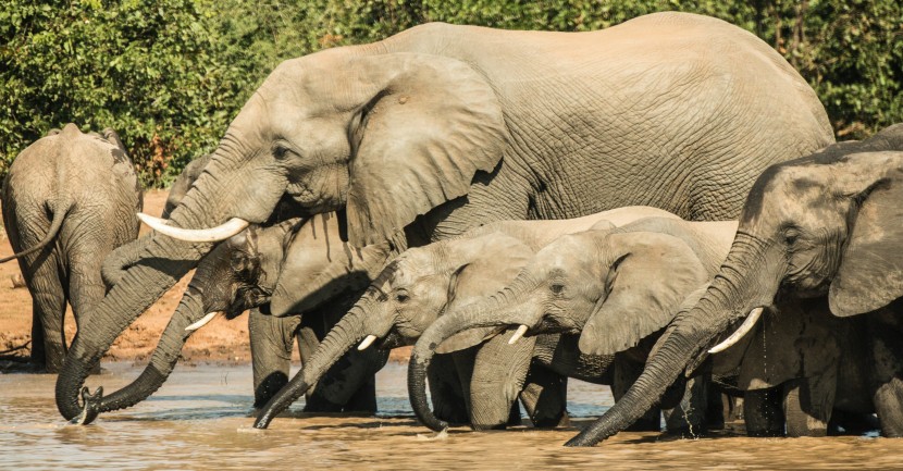 河边喝水的大象图片