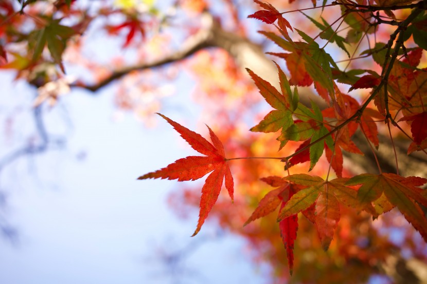 秋季绚烂的枫树图片