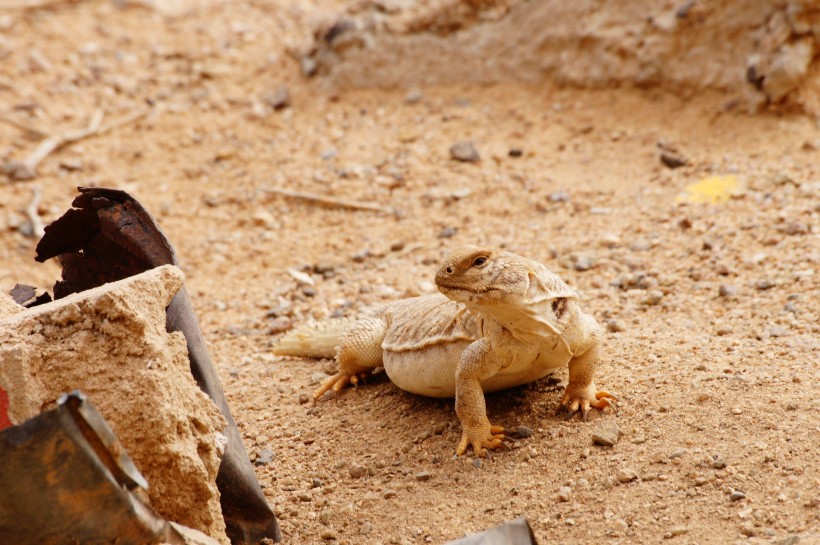 陆地上爬行的鬣鳞蜥图片