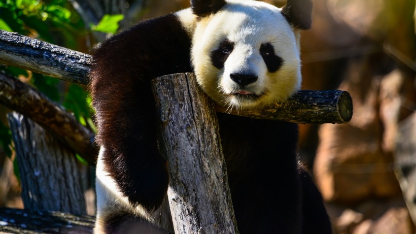 呆萌的大熊猫图片