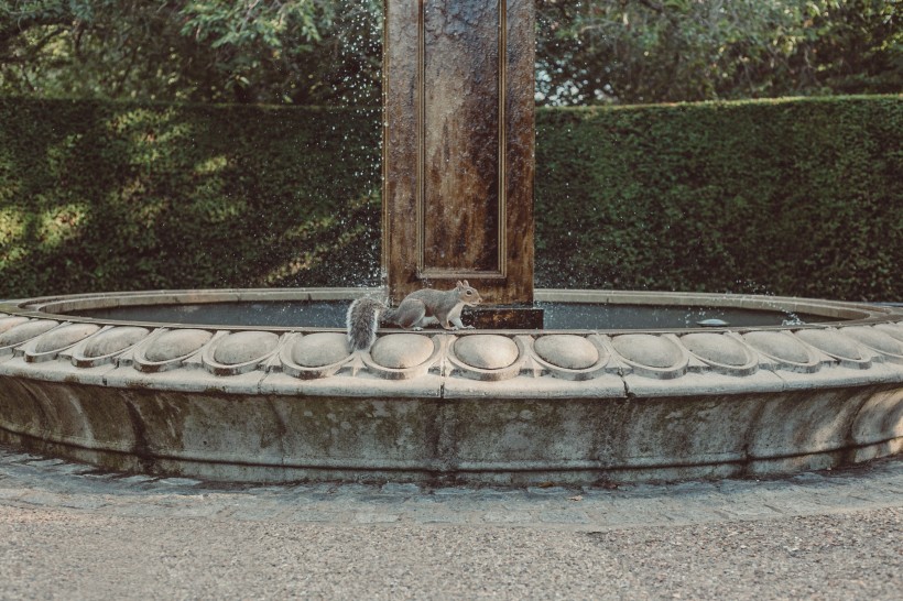 喷泉石雕上的一只松鼠图片