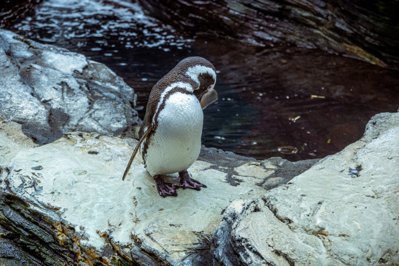 喜爱温暖的麦哲伦企鹅图片