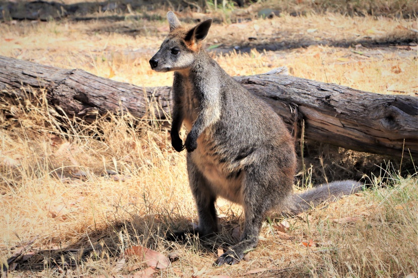 活泼的澳大利亚黑尾袋鼠图片