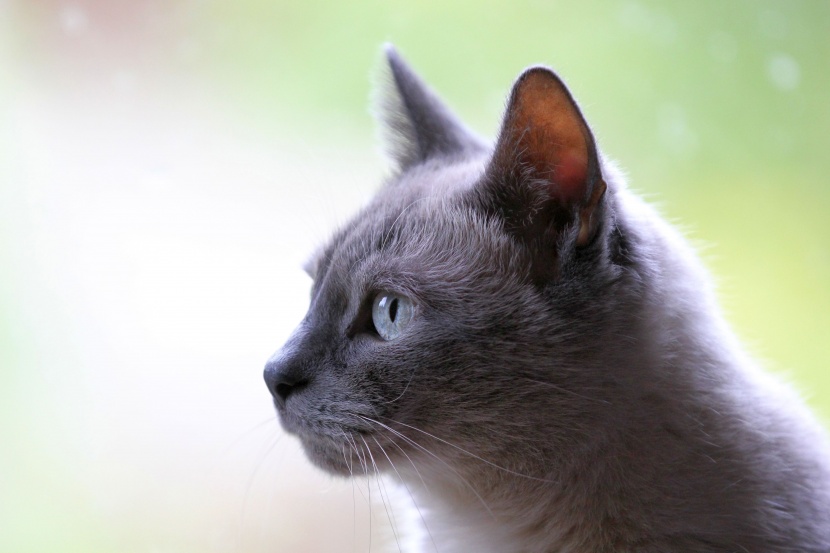 优雅的俄罗斯蓝猫图片