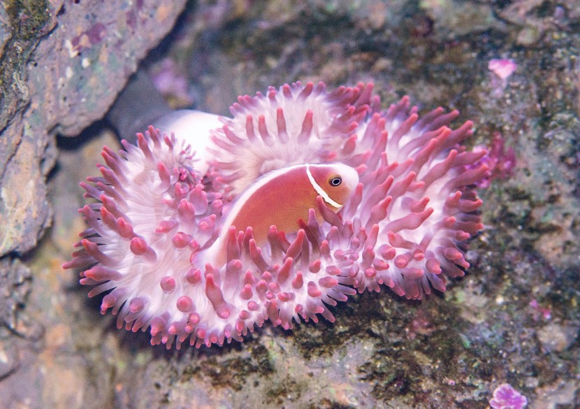 藏身海葵中的小丑鱼图片