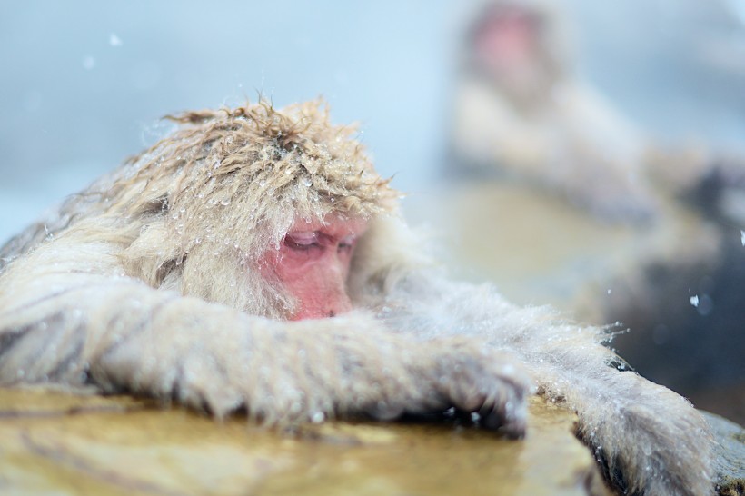 喜爱泡温泉的日本猕猴图片