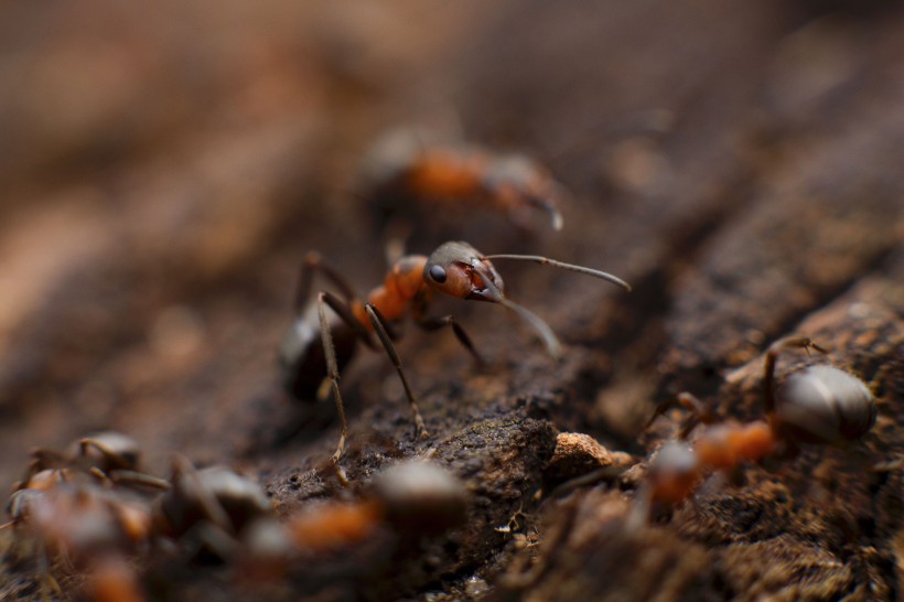 蚂蚁微距摄影图片