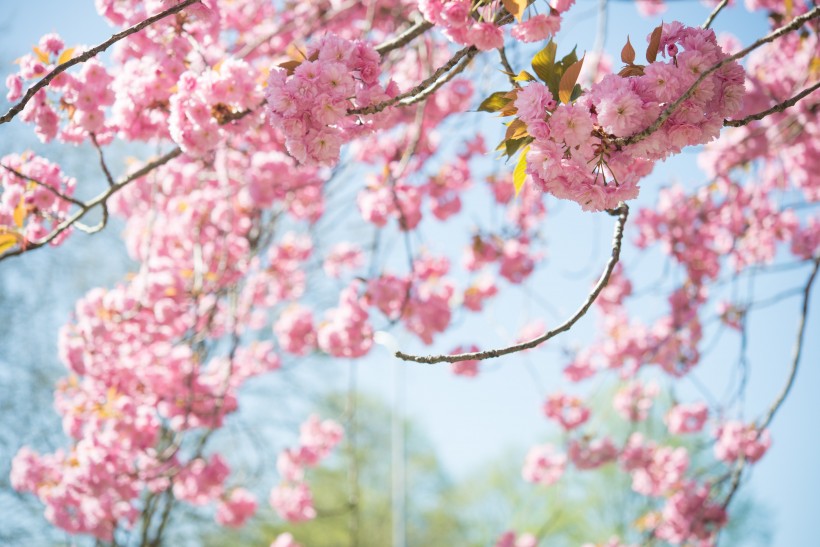 亮丽鲜艳的樱花图片
