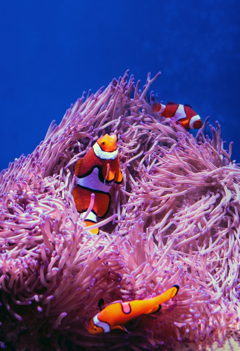 海洋中遨游的小丑鱼图片